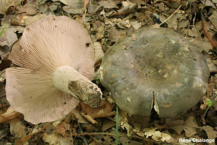 Russule anthracite (Russula anthracina) © R. Chalange