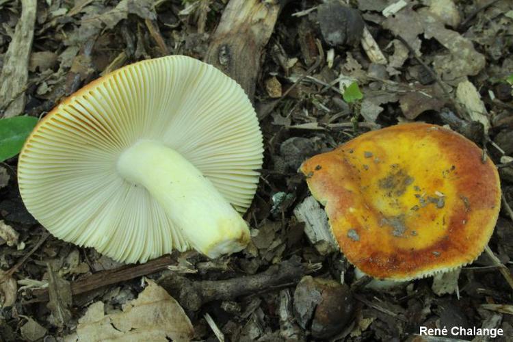 Russule dorée (Russula aurea) © R. Chalange