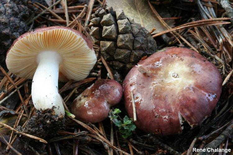 Russule tardive (Russula cessans) © R. Chalange