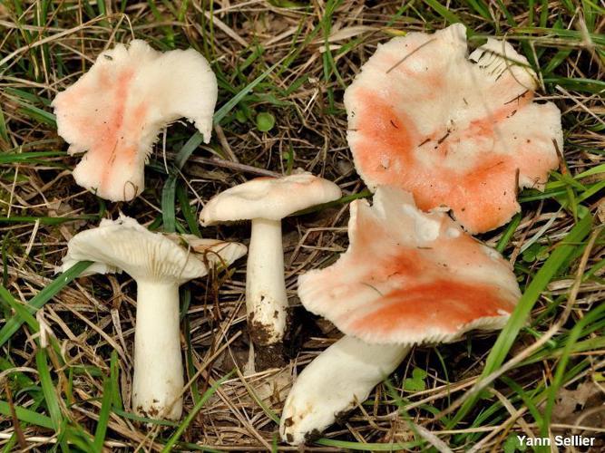 Russule jaunissante (Russula luteotacta) © Y. Sellier