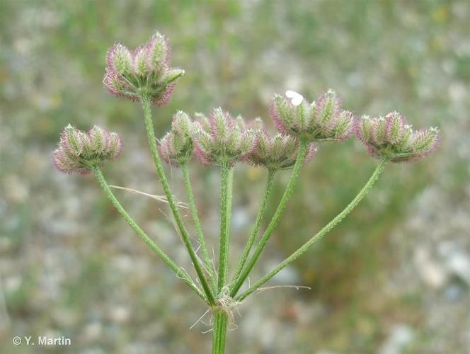 Torilis des champs (Torilis arvensis subsp. arvensis) © Y. Martin