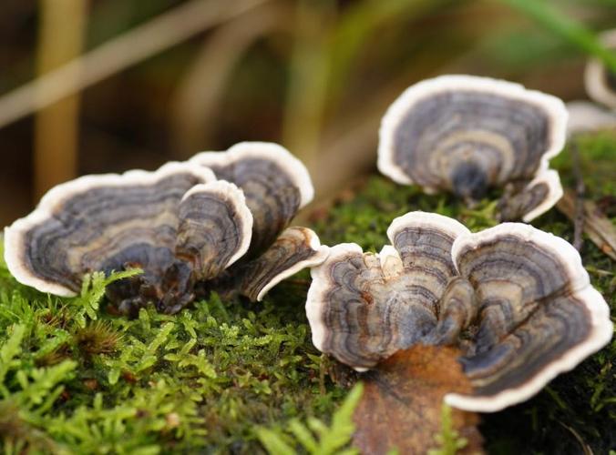 Polypore versicolore (Trametes versicolor) © Sylvain Montagner