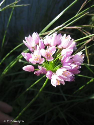 Ail rose (Allium roseum) © P. Rouveyrol