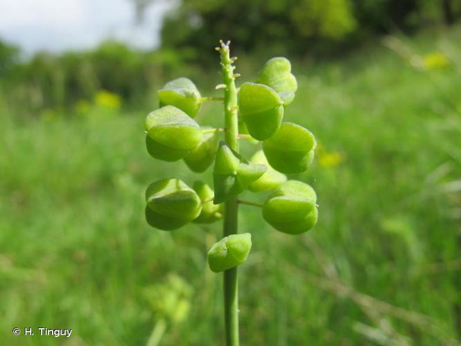 Muscari faux-botryde (Muscari botryoides) © H. Tinguy