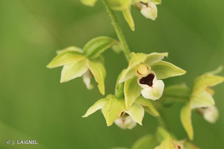 Épipactis de Müller (Epipactis muelleri) © J. LAIGNEL