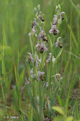 Ophrys bourdon (Ophrys fuciflora) © O. Debré