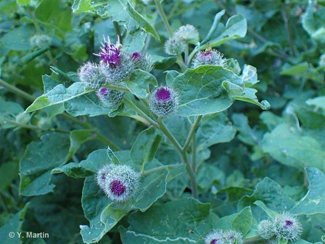 Bardane poilue (Arctium tomentosum) © Y. Martin