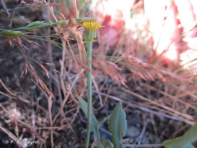 Arnoséris naine (Arnoseris minima) © P. Rouveyrol