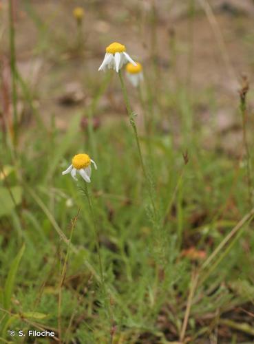 Camomille romaine (Chamaemelum nobile) © S. Filoche