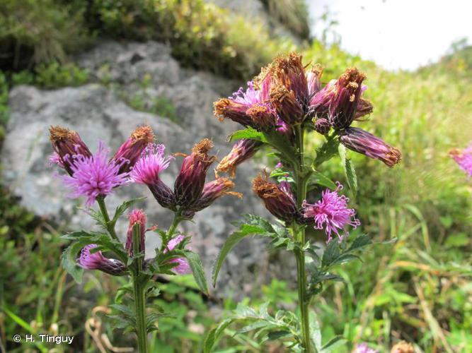 Serratule des teinturiers (Serratula tinctoria subsp. monticola) © H. Tinguy