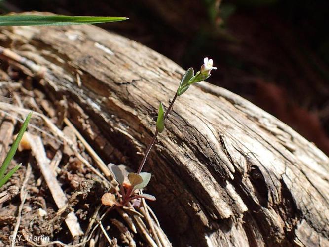 Tabouret perfolié (Microthlaspi perfoliatum) © Y. Martin