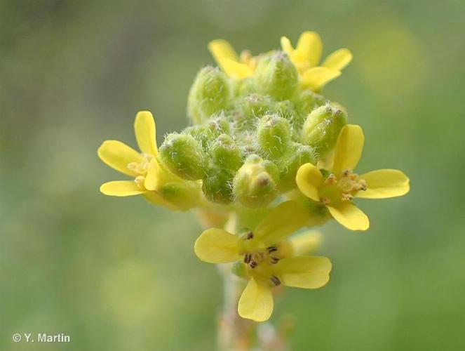 Herbe aux chantres (Sisymbrium officinale) © Y. Martin