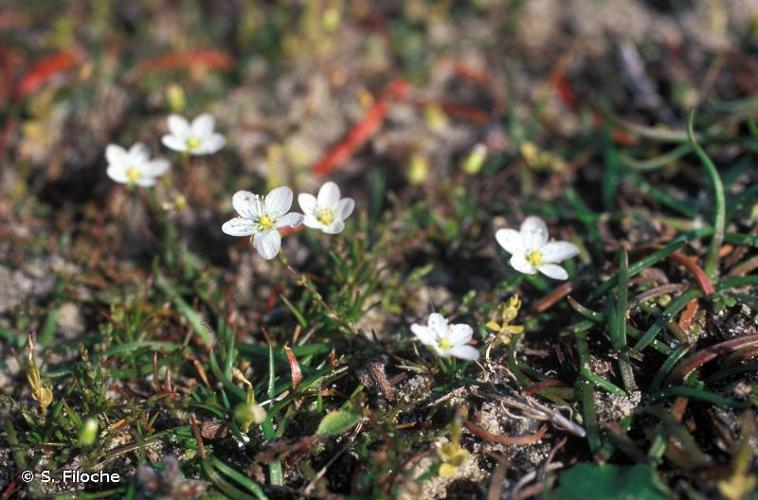 Sagine noueuse (Sagina nodosa) © S. Filoche