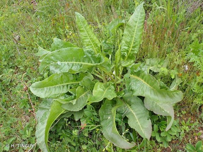 Épinard-oseille (Rumex patientia) © H. TINGUY