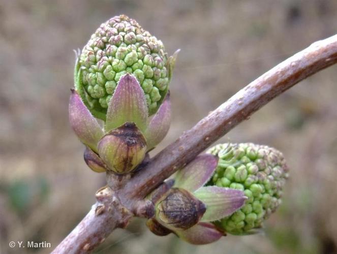 Sureau à grappes (Sambucus racemosa) © Y. Martin