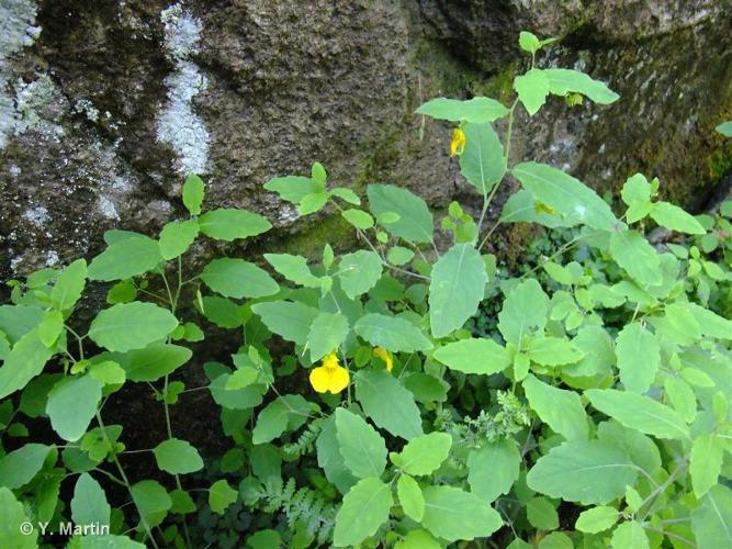 Balsamine des bois (Impatiens noli-tangere) © Y. Martin