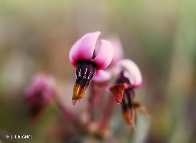 Canneberge (Vaccinium oxycoccos) © J. LAIGNEL