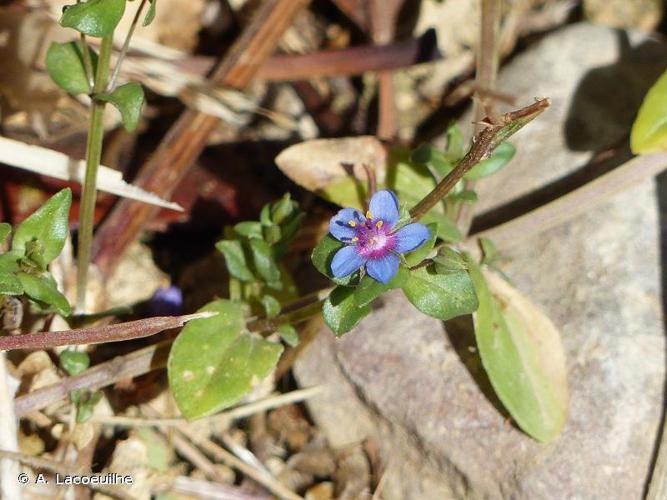 Mouron bleu (Lysimachia foemina) © A. Lacoeuilhe