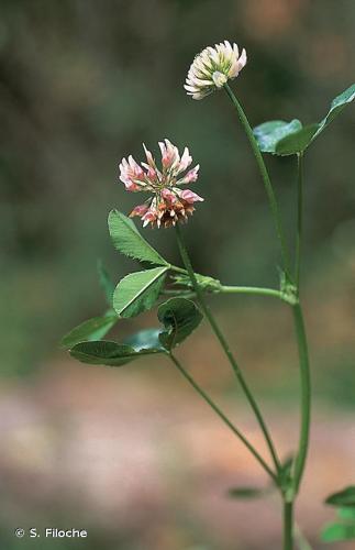 Trèfle hybride (Trifolium hybridum) © S. Filoche