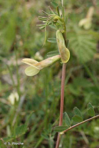 Vesce hybride (Vicia hybrida) © S. Filoche