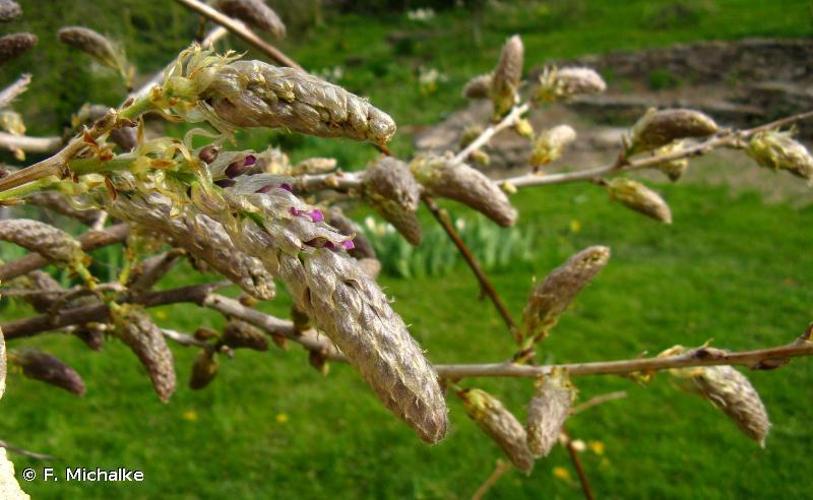 Glycine de Chine (Wisteria sinensis) © F. Michalke