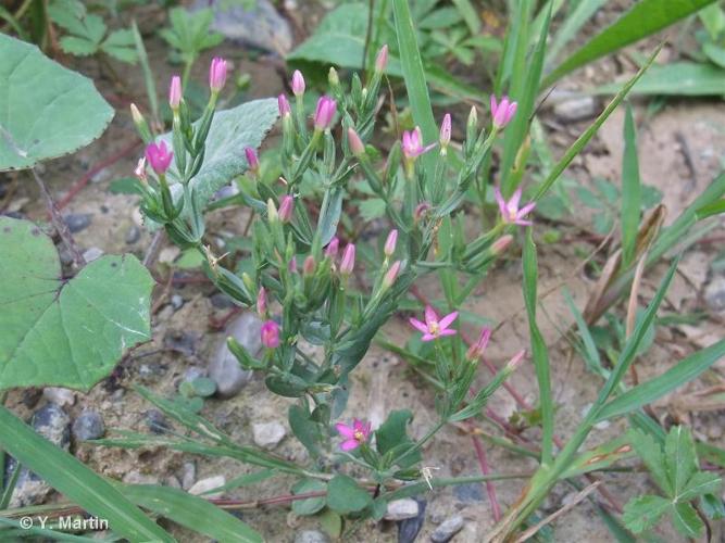 Petite centaurée délicate (Centaurium pulchellum) © Y. Martin