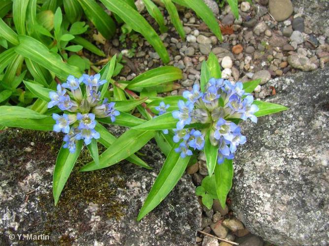 Gentiane croisette (Gentiana cruciata) © Y. Martin