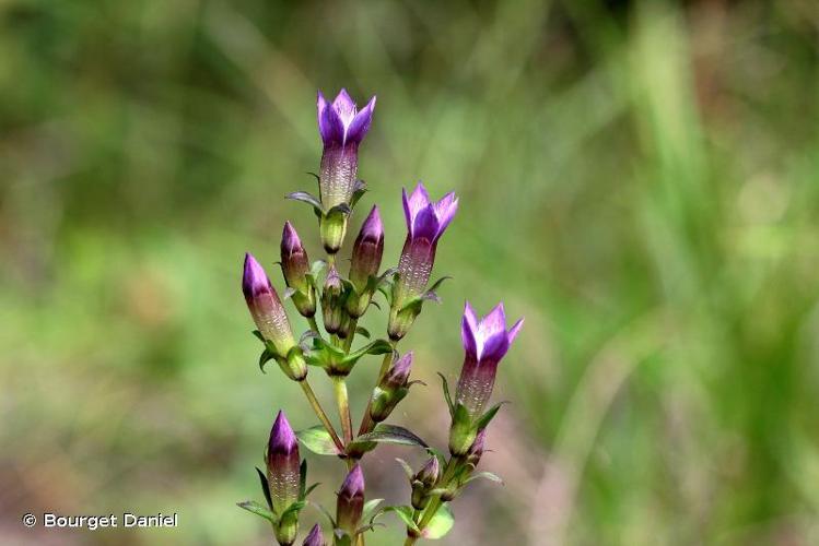 Gentianelle d'Allemagne (Gentianella germanica) © Bourget Daniel