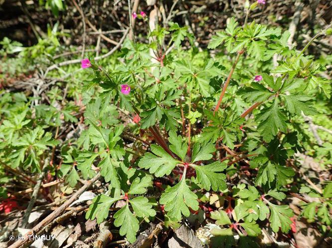 Géranium pourpre (Geranium purpureum) © H. TINGUY