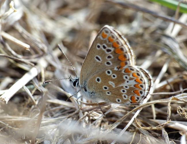 Collier-de-corail (Aricia agestis) © Morvan Debroize