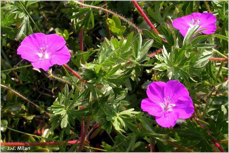 Géranium sanguin (Geranium sanguineum) © J.-J. Milan