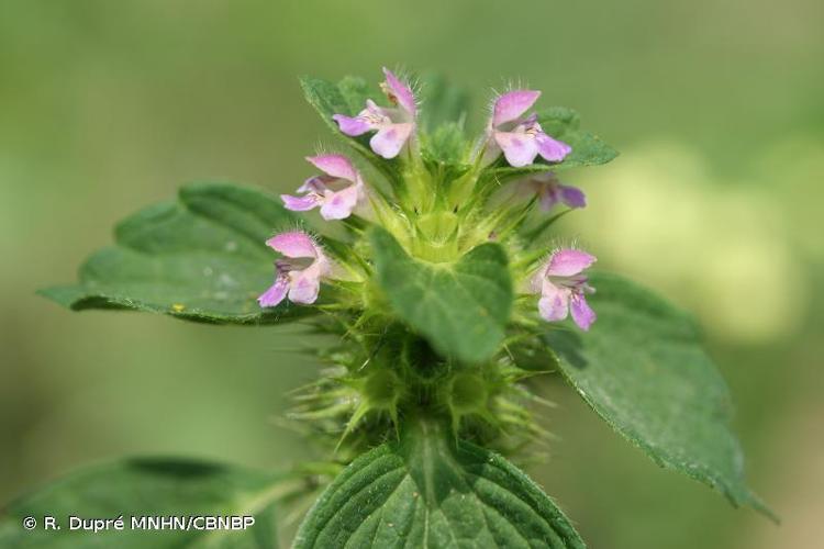 Galéopsis bifide (Galeopsis bifida) © R. Dupré MNHN/CBNBP