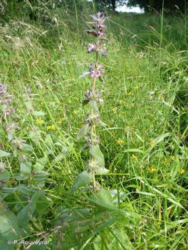 Épiaire d'Allemagne (Stachys germanica) © P. Rouveyrol