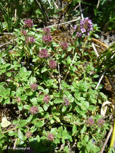 Thym précoce (Thymus praecox) © P. Rouveyrol