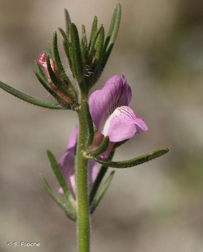 Muflier des champs (Misopates orontium) © S. Filoche