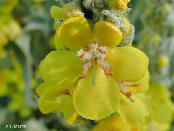 Molène faux-bouillon-blanc (Verbascum densiflorum) © Y. Martin