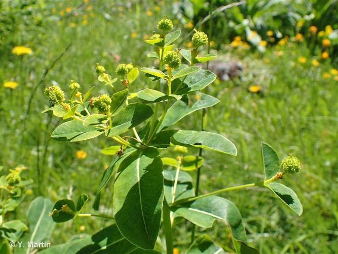 Euphorbe d'Irlande (Euphorbia hyberna) © Y. Martin