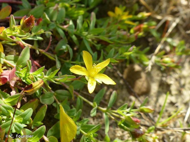 Millepertuis couché (Hypericum humifusum) © C. Fournier