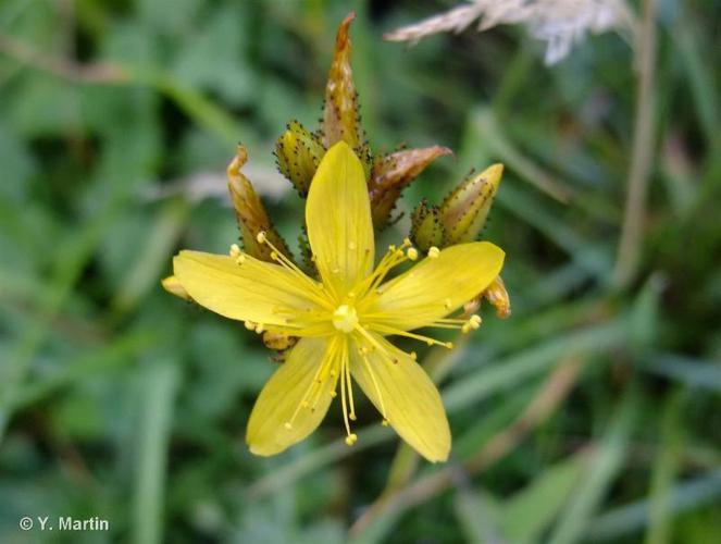 Millepertuis des montagnes (Hypericum montanum) © Y. Martin