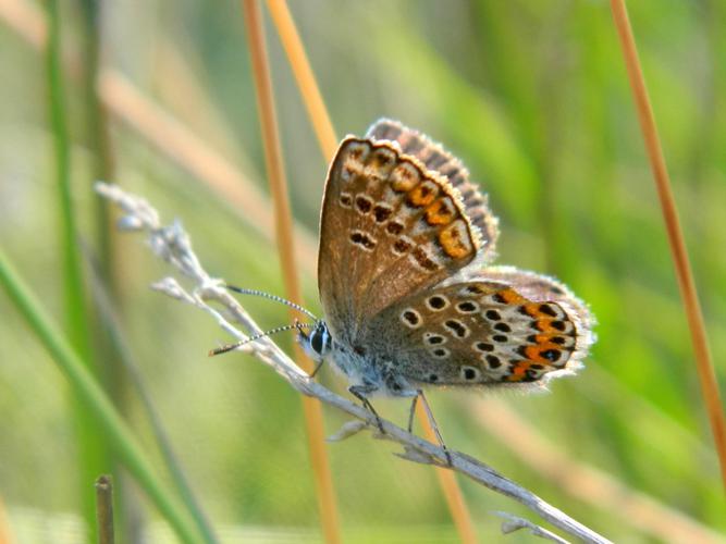 Petit argus (Plebejus argus), femelle © Morvan Debroize