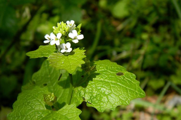 Alliaire officinale (Alliaria petiolata) © Morvan Debroize