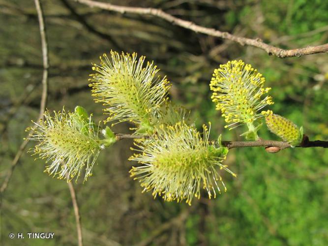 Saule à oreillettes (Salix aurita) © H. TINGUY