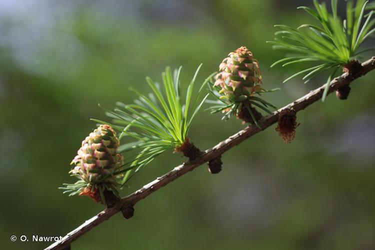 Mélèze du Japon (Larix kaempferi) © O. Nawrot