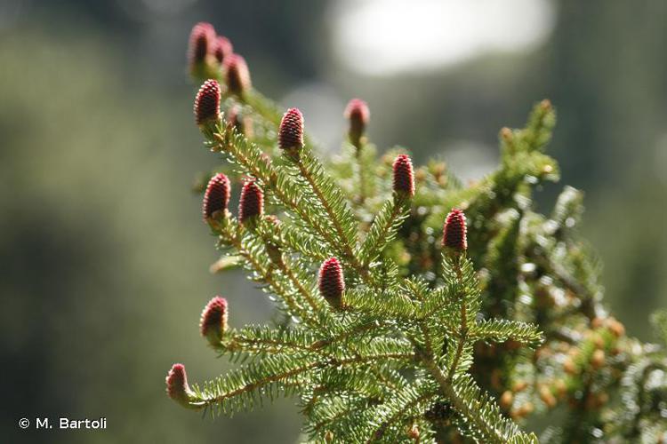 Épicéa commun (Picea abies) © M. Bartoli