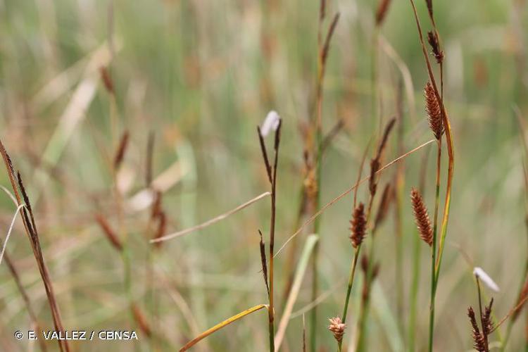 Laîche à deux nervures (Carex binervis) © E. VALLEZ / CBNSA