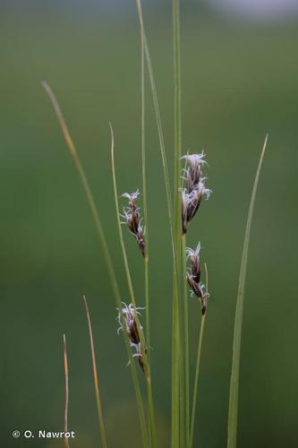 Laîche divisée (Carex divisa) © O. Nawrot