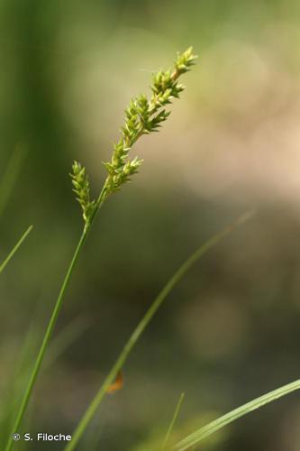 Laîche allongée (Carex elongata) © S. Filoche