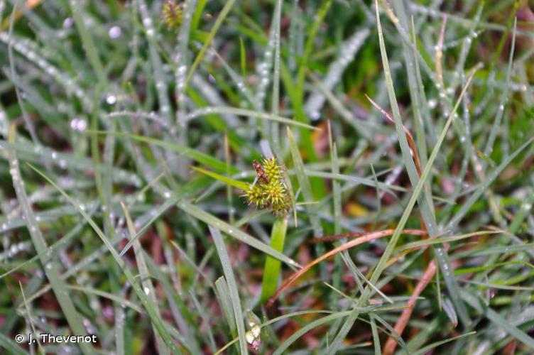 Laîche écailleuse (Carex lepidocarpa) © J. Thevenot