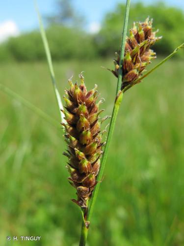 Laîche à fruit barbu (Carex lasiocarpa) © H. TINGUY