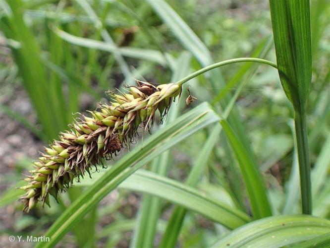 Laîche des rives (Carex riparia) © Y. Martin